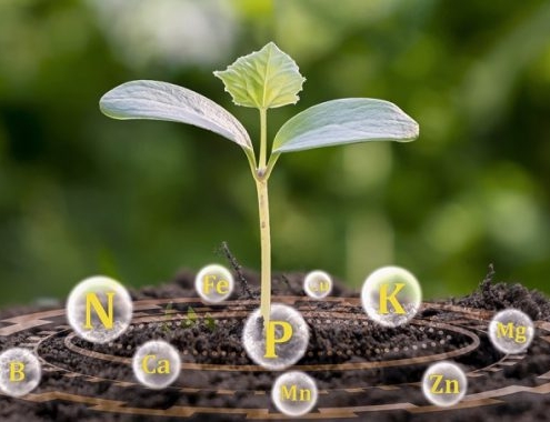 ¿Cómo ayudan los nutrientes a los cultivos?