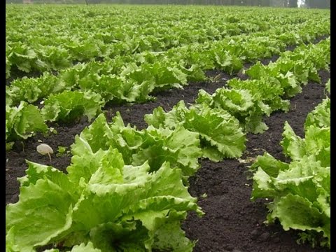 ¿Cómo ayudan los nutrientes a los cultivos?